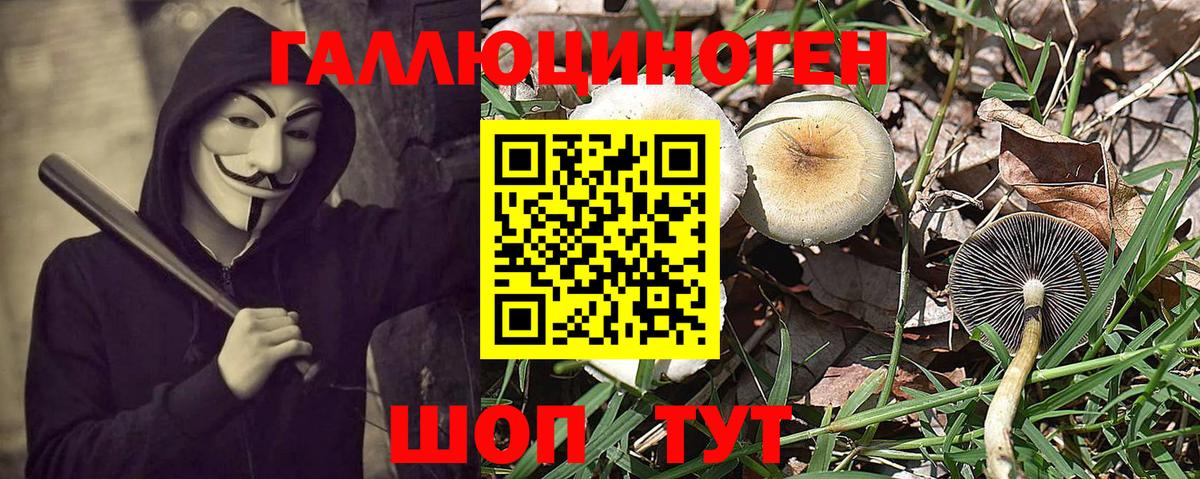 Галлюциногенные грибы прущие грибы  Галлюциногенные грибы Psilocybine cubensis  Балаково 